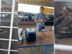 Piada pronta: Homem é preso na Ponte da Amizade com dois gambás "importados" do Paraguai