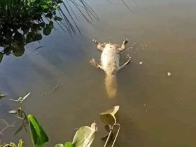 Segurança intensifica controle contra caça furtiva no Lago da República de Ciudad del Este