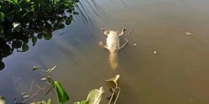 Segurança intensifica controle contra caça furtiva no Lago da República de Ciudad del Este