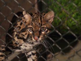 parceria entre itaipu e institui