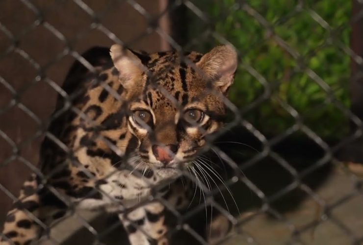 parceria entre itaipu e institui