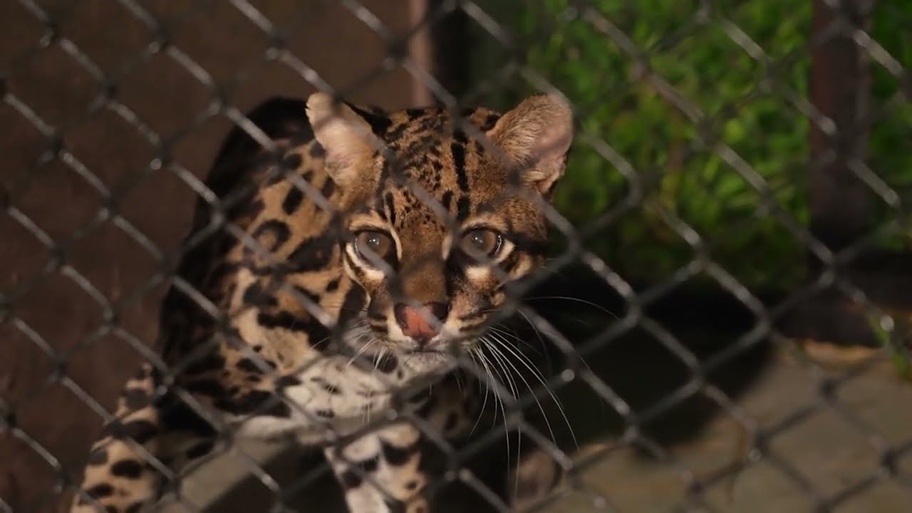 parceria entre itaipu e institui