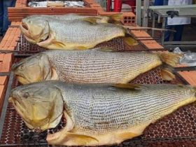 Tradicional Festa do Peixe Assado da Matriz São João Batista de Foz será sábado (16)