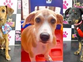 Catuaí Palladium de Foz recebe Feira de Adoção Pet neste fim de semana