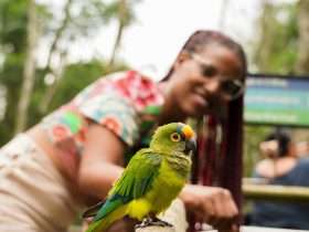 Parque das Aves com entrada gratuita a moradores no mês de aniversário de Foz
