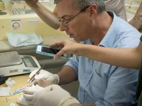 Dr. Lorenzo Crosta realizando um nascimento assistido de mutum-de-alagoas em 2015 no Parque das Aves