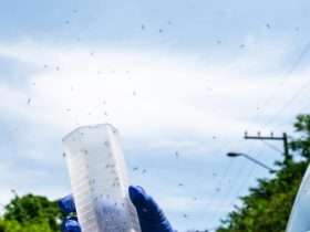 Fiocruz começa orientar moradores sobre Método Wolbachia de combate à dengue em Foz do Iguaçu
