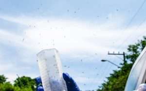 Fiocruz começa orientar moradores sobre Método Wolbachia de combate à dengue em Foz do Iguaçu