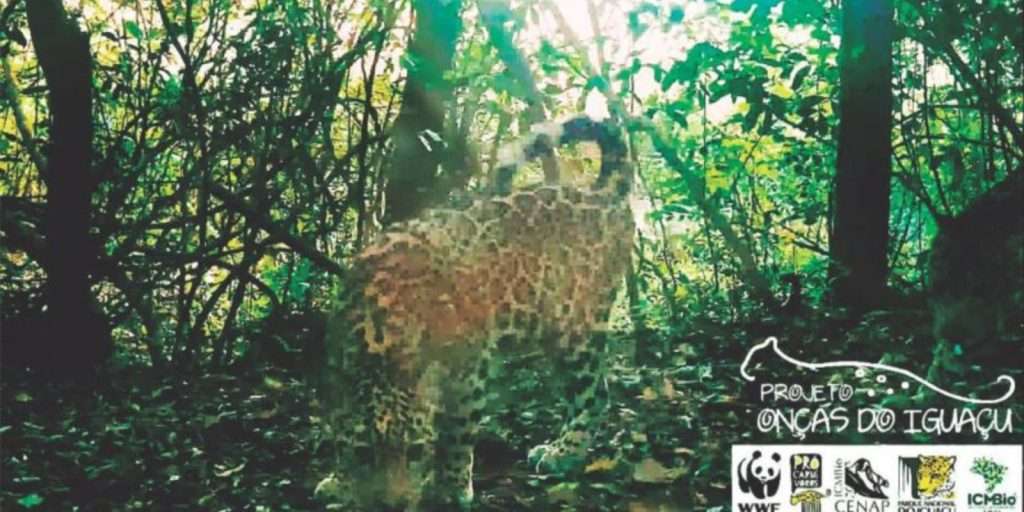 Projeto Onças do Iguaçu identifica mais uma onça no Parque Nacional do Iguaçu 1 oncas