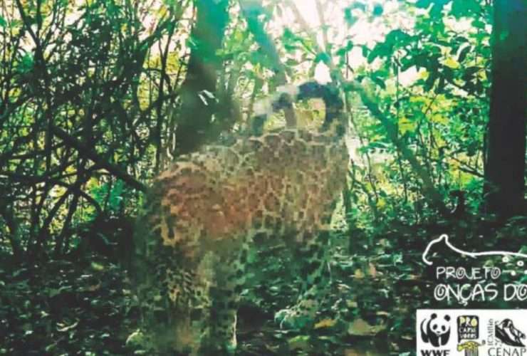 Projeto Onças do Iguaçu identifica mais uma onça no Parque Nacional do Iguaçu