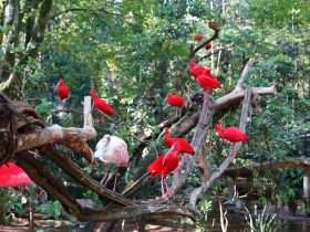 parque das aves