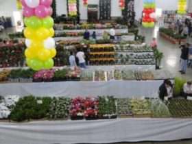 ECOFLORES 800x445 1