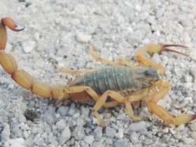 escorpiao 800x445 1