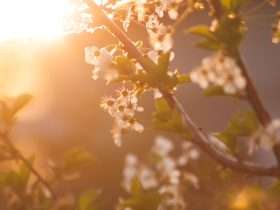 primavera