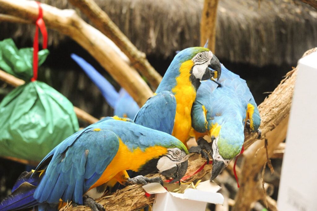 Parque das Aves celebra o tradicional Natal das Aves com enriquecimento temático no dia 23 de dezembro 2 46c8fa42 6f02 4c3c 98e9 66f03abaafb1