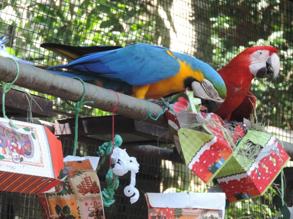 Parque das Aves fecha o ano comemorando crescimento de visitantes