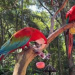 Blocos de gelo com frutas refrescam aves e encantam visitantes no verão de Foz do Iguaçu