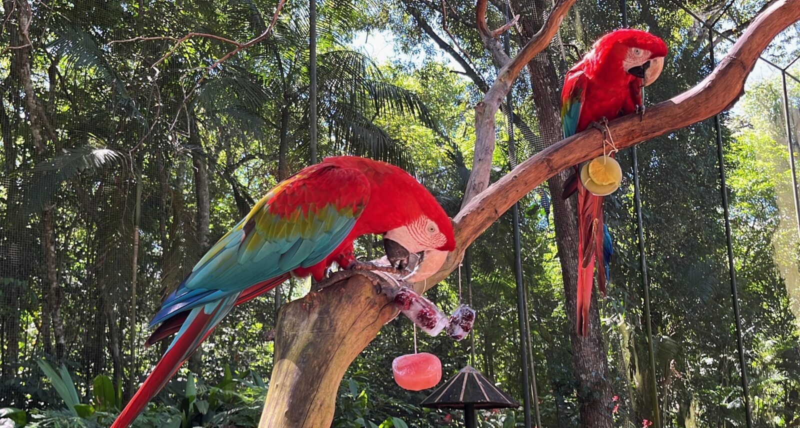 Blocos de gelo com frutas refrescam aves e encantam visitantes no verão de Foz do Iguaçu
