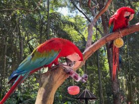 Blocos de gelo com frutas refrescam aves e encantam visitantes no verão de Foz do Iguaçu