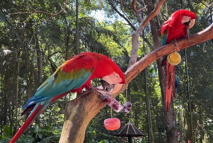 Blocos de gelo com frutas refrescam aves e encantam visitantes no verão de Foz do Iguaçu