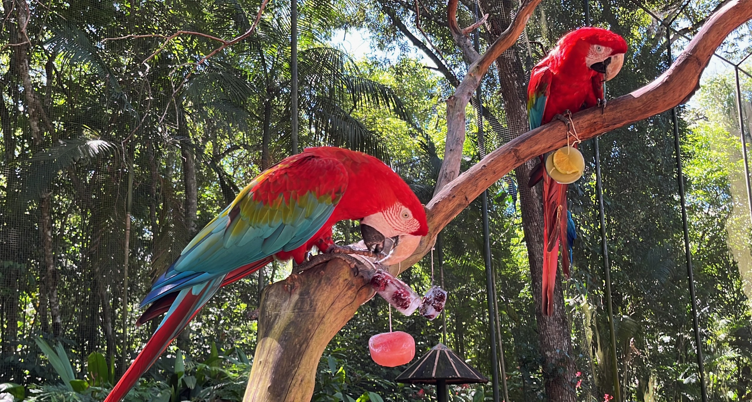 Blocos de gelo com frutas refrescam aves e encantam visitantes no verão de Foz do Iguaçu