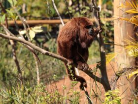 macacos eco park foz 2