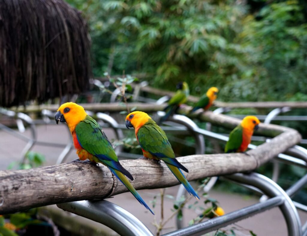 Parque das Aves de Foz inicia 2025 com recorde de visitação em janeiro 2 10aa7280 9a02 49f8 8a13 97f25d8b87ea