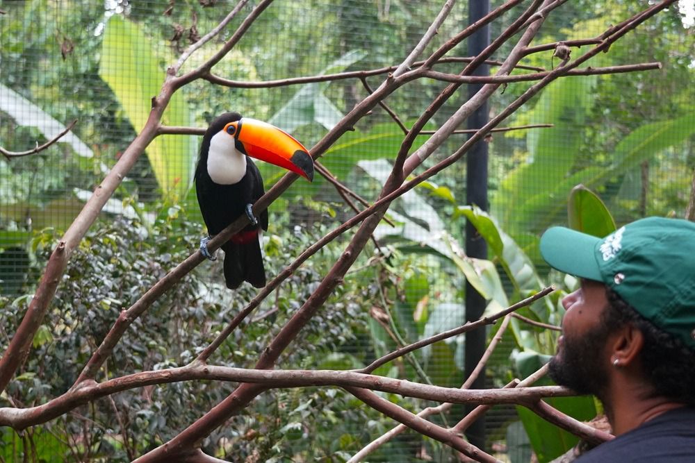 Parque das Aves de Foz inicia 2025 com recorde de visitação em janeiro 3 6e0cfc17 cd21 49ca be88 eed6c47611ba