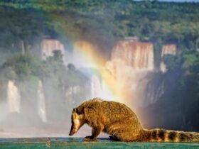 cataratas 1 1