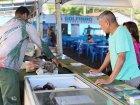 peixe vivo