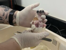 Imagem do WhatsApp de 2025 04 02 as 10.46.28 863d6d0c