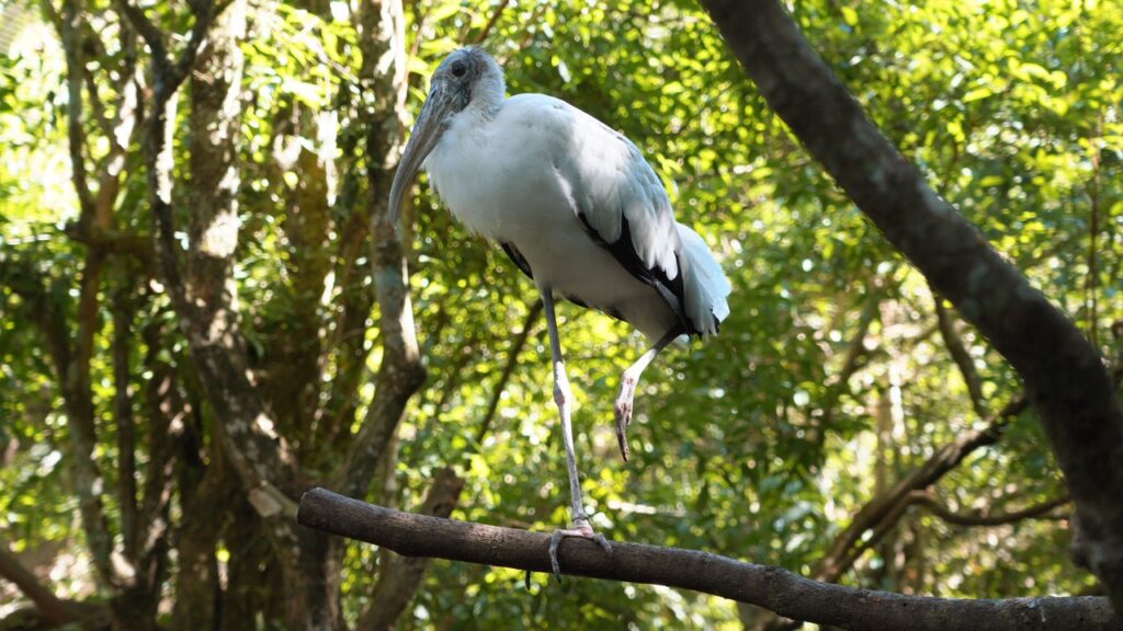 Parque das Aves realiza exposição em comemoração ao Dia Mundial das Aves Migratórias 1 4dd9722d f497 49e1 84ff f7830ae1434d