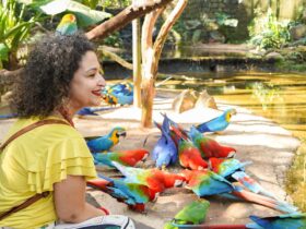 Foto: Divulgação/ Parque das Aves