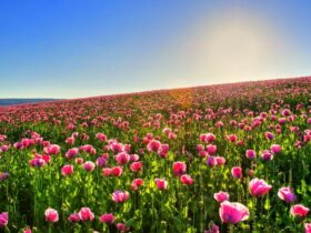 flores