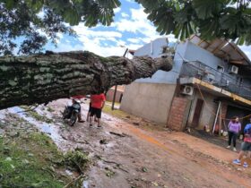 arbol caido en iguazu 1536x1152 1