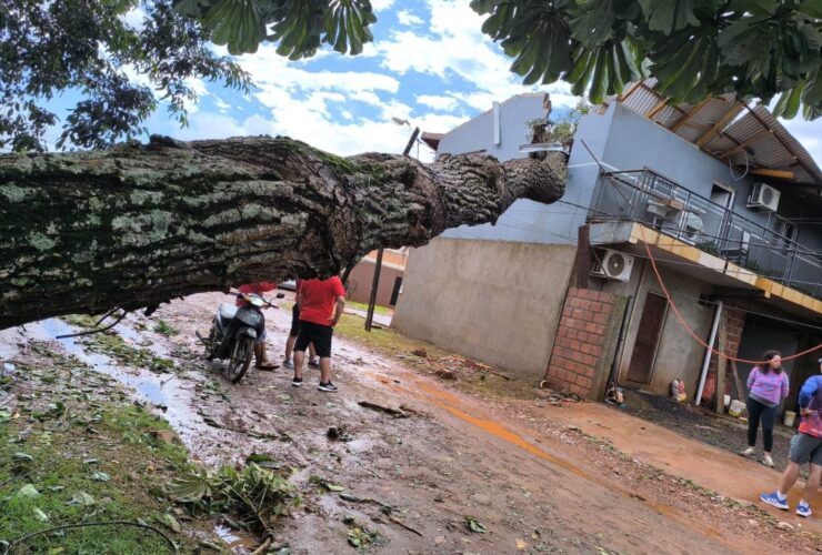 arbol caido en iguazu 1536x1152 1