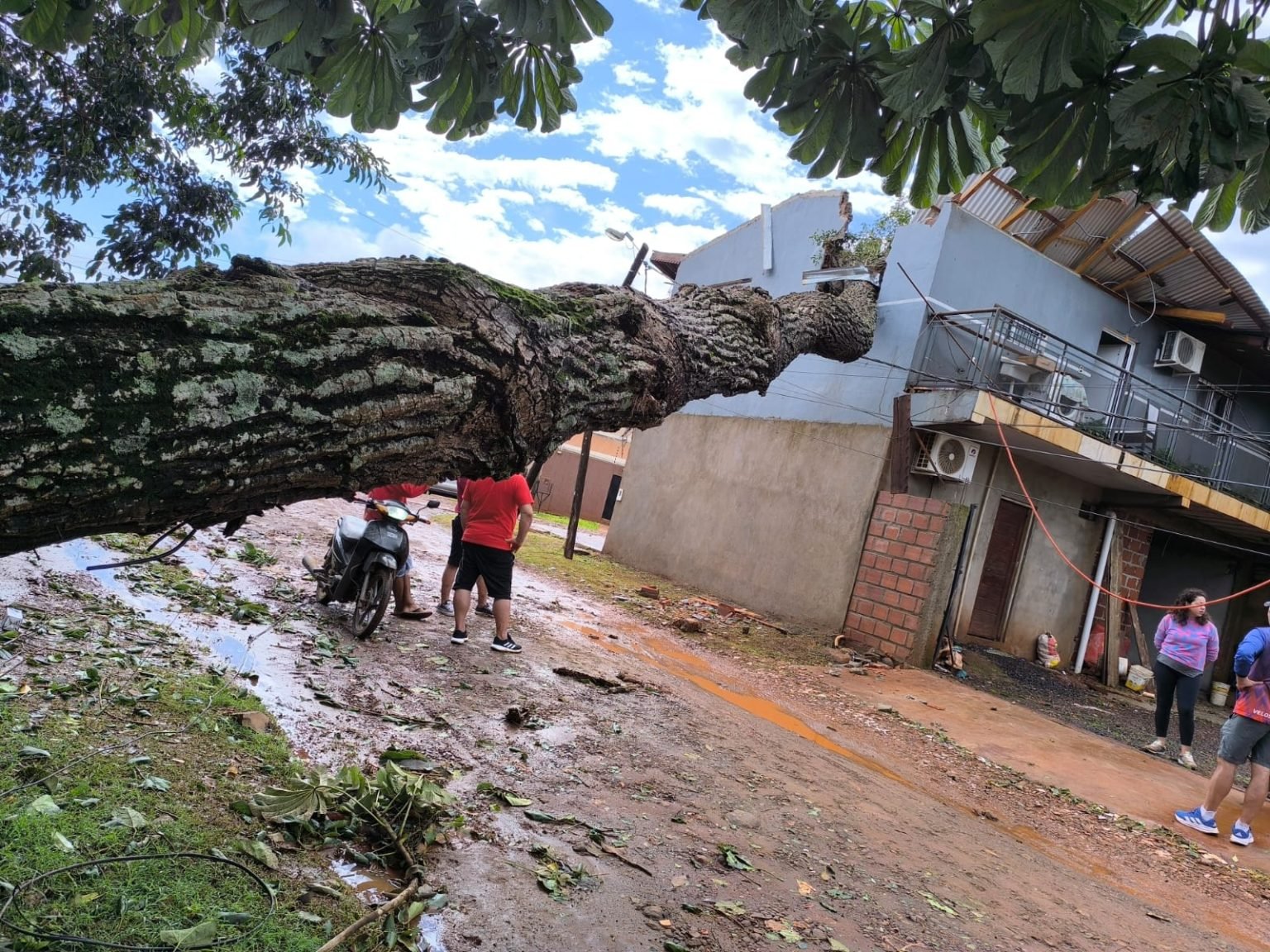 arbol caido en iguazu 1536x1152 1