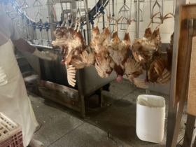 foz realiza abate sanitario de 6 mil aves apreendidas em operacao da pf 6850a37ca3063