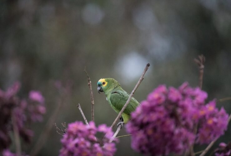 Imagem do WhatsApp de 2025 08 19 as 09.37.30 55b28d83