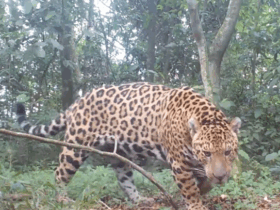 onca sami batizada em foz do iguacu e registrada em reserva da argentina 68ab3a4954710