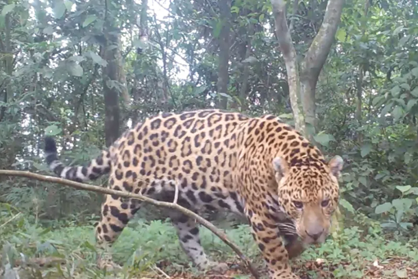onca sami batizada em foz do iguacu e registrada em reserva da argentina 68ab3a4954710