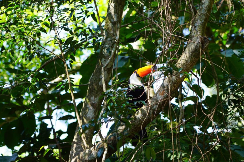 parque das aves 1