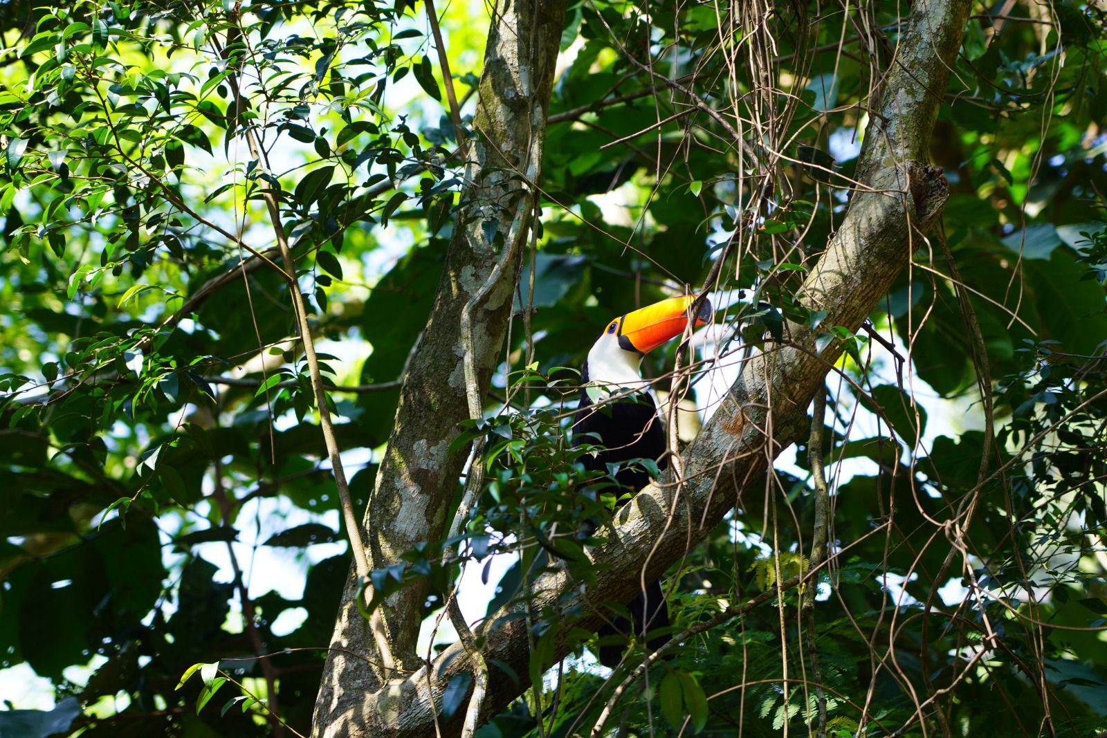 Parque das Aves lança nova campanha institucional e convida o público a trocar a rotina pela conexão com a natureza 1 parque das aves 1