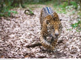 Imagem do WhatsApp de 2025 09 30 as 10.39.33 7baefadd