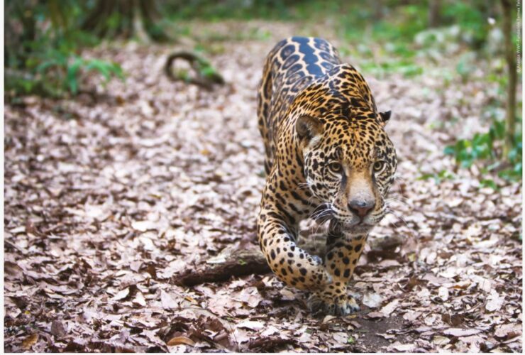 Imagem do WhatsApp de 2025 09 30 as 10.39.33 7baefadd