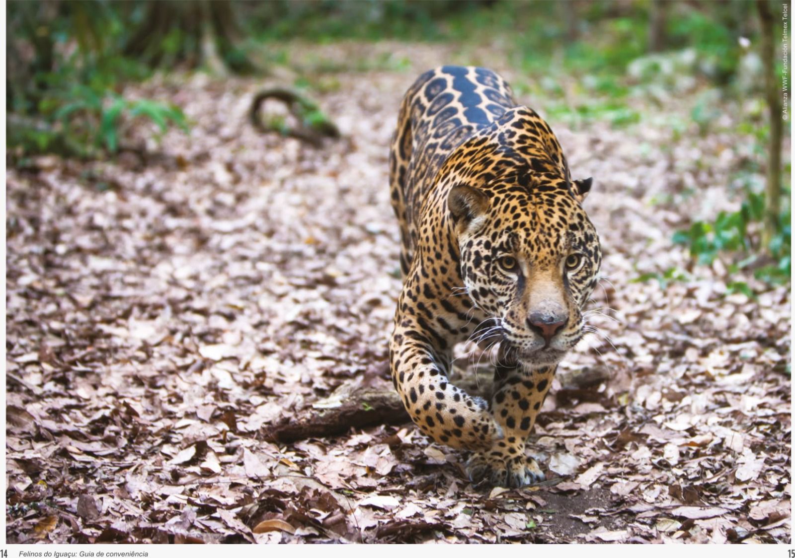 Primavera colore e transforma o Parque Nacional do Iguaçu 1 Imagem do WhatsApp de 2025 09 30 as 10.39.33 7baefadd