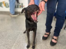 foz do iguacu vai castrar quase 3 mil caes e gatos de graca ate dezembro 68d597e374b1a