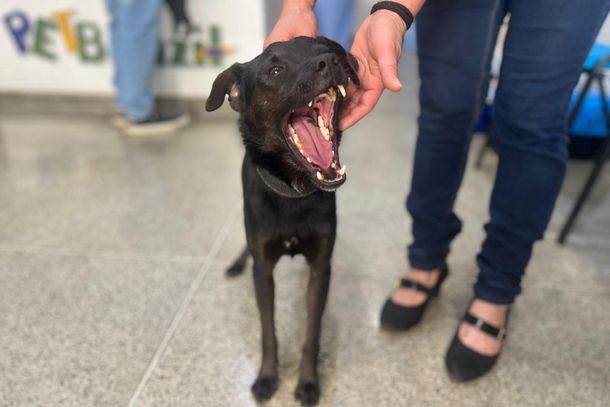 foz do iguacu vai castrar quase 3 mil caes e gatos de graca ate dezembro 68d597e374b1a