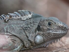 iguana
