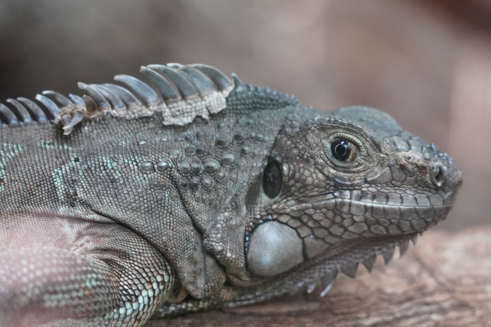 iguana